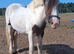 Sad sale 2 year old Traditional Cob
