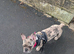 French bulldog merle