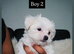 Purebred Maltese puppies with Korean bloodlines on the sire’s side.