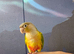 Hand reared tame pineapple gcc (2)