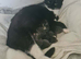 Κittens for sale