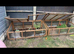 Tortoises with set ups