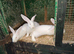 Newzealand white rabbits