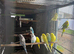 Baby budgies