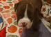 English bulldog puppies