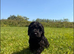 LABRADOODLE PUPPIES