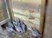 ** SNOWFLAKE BOBWHITE MALES FOR SALE **