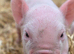 20 middle white piglets