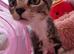 10 week old female kitten