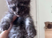 XXL Champion Bloodline Maine Coon Kittens – Ready Now
