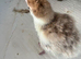 Bourbon Red Turkey Pullets hatched16/5/26