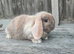 Minilop bunnies and Adult Female