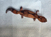 CB25 1.1 Fat Tail Geckos