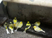 Canaries for sale