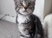 Maine Coon cross female kittens