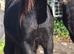 Gypsey cob 19 months old
