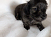 Stunning brindle girl