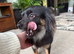 Long haired chihuahua for stud