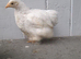 3 pekin bantam chickens