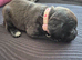 3 stunning pups