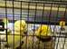 Border canaries