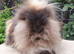 2 year old lionlop doe