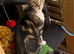 FEMALE KITTEN NEEDS LOVING HOME