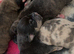 Pocket bully x Staffie pups