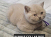Last 2 Pedigree British Shorthair kittens left