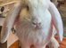 French Lop Buck ready to leave