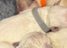 6 beautiful golden retriever boys