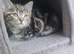 A beautiful litter of 5 kittens British Short Hair