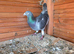 Racing Blackcheck Big Size Male Pigeons