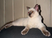 Beautiful 13-Week-Old Blue Lynx Ragdoll Boy
