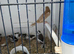 Young Bengalese finches