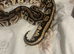 Female bull python