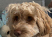 Female cockapoo