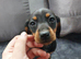 Mini dachshund puppies