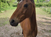 13hh welsh b
