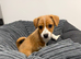 Jack Russel puppy max