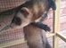 Hob ferret