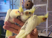 Cockatiel chicks