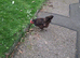 Sussex cockerel