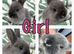 Netherland Dwarf x Mini lop