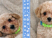 Poochon puppies (second Gen