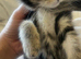Maine coon mix bengal kitten