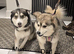 little Pomsky&rsquo;s puppies small 3 girls 2 boys reduce in price
