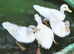 4 Call ducks 6 weeks old