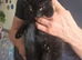 *LAST BOY* Playful Black kitten