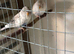 Recessive Budgies all 2026